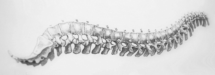 Grey spine drawing.